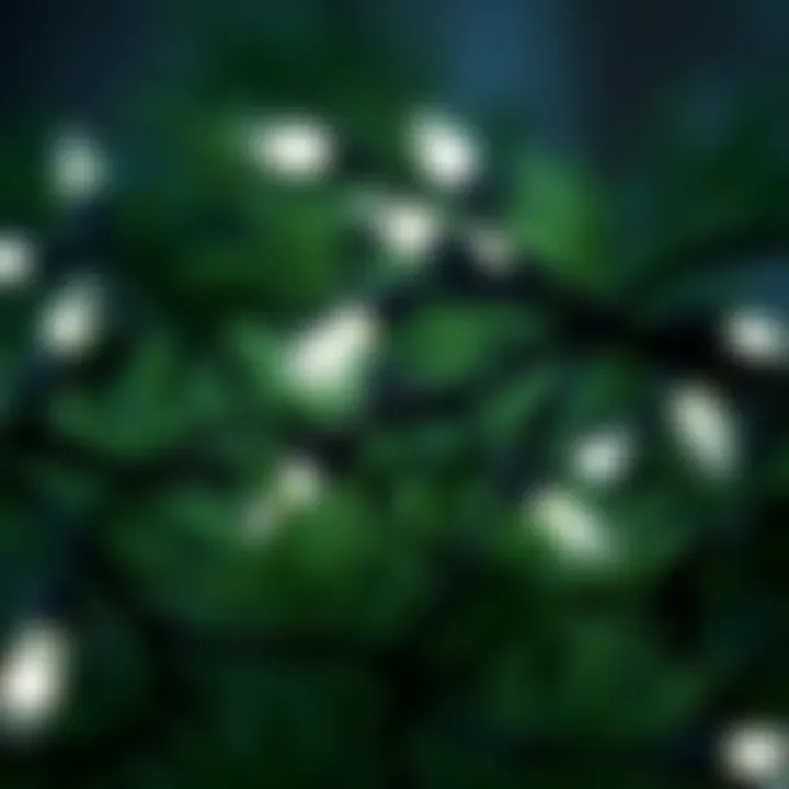 Close-up of black string lights intertwined with greenery