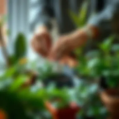 Hands tending to a potting arrangement of various plants