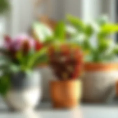Close-up of vibrant house plants in decorative pots